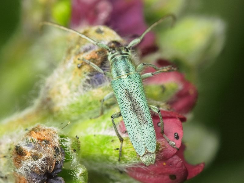 Phytoecia caerulescens (Scopoli, 1763)